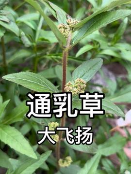 草本植物和开花植物：一场惯与茎的对话