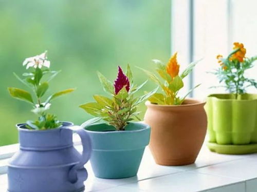 室内风水养什么植物？绿植摆放有哪些讲究