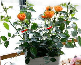 月季修剪后的操作要点