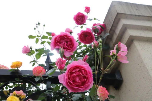 业主心声：kan中的是环境和地段