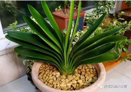 选择合适的植物