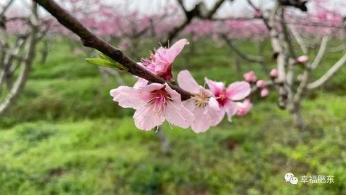 “木槿花大图，高清美图来袭