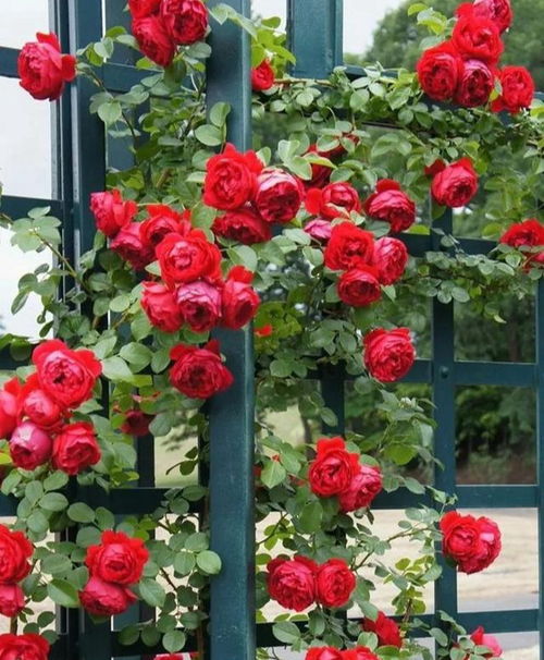 月季界的颜值担当， 无刺又好养，新手也能轻松驾驭