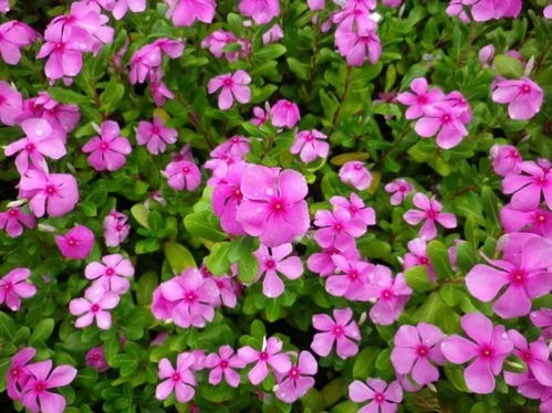 长春花品种大揭秘，颜色斑斓让人心动