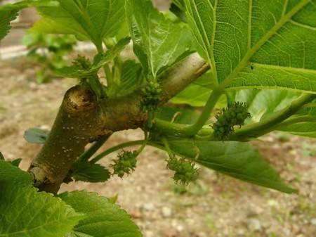 桑树种植的土壤选择，如何避免生根杀虫剂的影响？