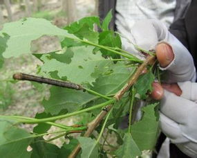 那有没有啥子推荐的呢？