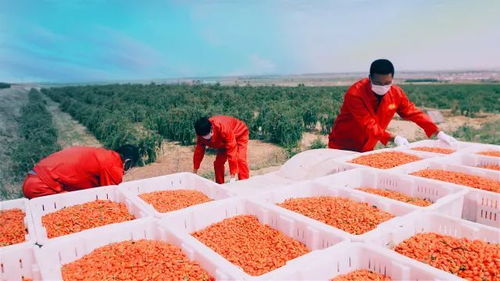 蓝灰色系， 清新自然