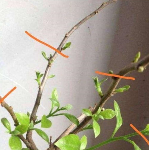 三角梅摘心：找准顶端嫩芽