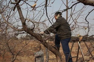 苹果树清园的重要性