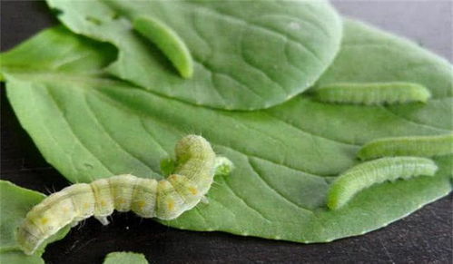 花长白蜜虫子是什么？如何有效清除