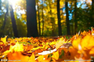 落叶的舞动：秋天的信使