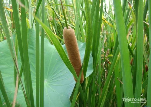 水要干净，不然会生病