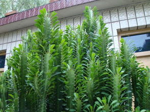 千年木水培胜土培，专用土养爆红花卉！