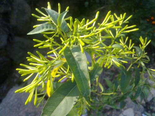 实用价值， 园艺与平安的助手