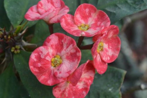 虎刺梅的花期揭秘：美艳绽放的月份大曝光！