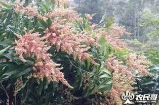 揭秘：哪种花在广西湿热气候下成活率高