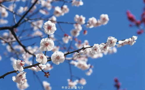 荼蘼花语中，那传递的爱与希望