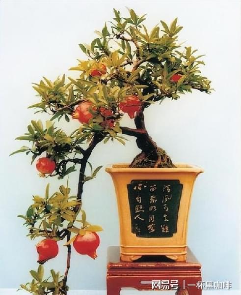 浇水也有大学问