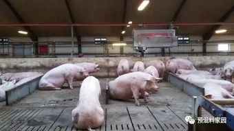 猪场生物安全投资，高回报率保障养殖效益