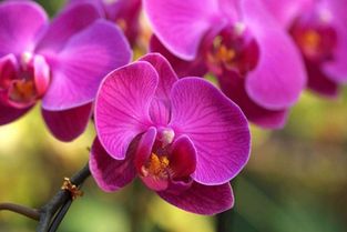 蝴蝶花的自然繁殖与无菌繁殖