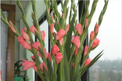 调查报告：我费劲巴拉地去找的唐菖蒲种球价格