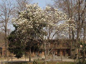 15公分玉兰树， 成树价格不菲