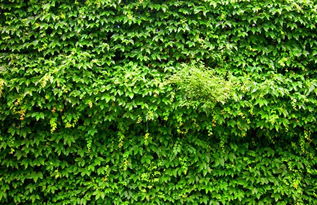 种植爬山虎，株数如何确定？