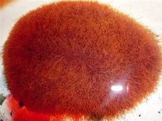 甲维盐注干剂：防范松材线虫病， 保护松树