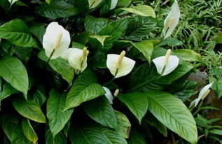 白鹤芋， 绿叶中的白珍珠