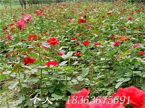 「扫苗神器」是行家才知道的黑科技