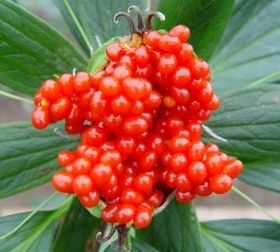 滇重楼种植需要怎样的土壤和气候条件