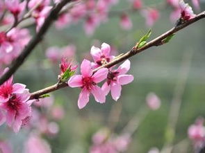 广元市市花红梅花，传承中华文化瑰宝