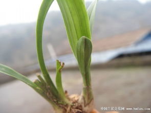龙须兰花枯萎了如何挽救