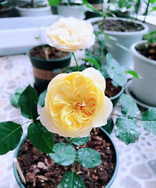 及时换盆， 为月季提供新环境