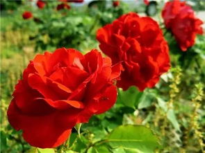 特点二：多季重复开花， 美丽持久