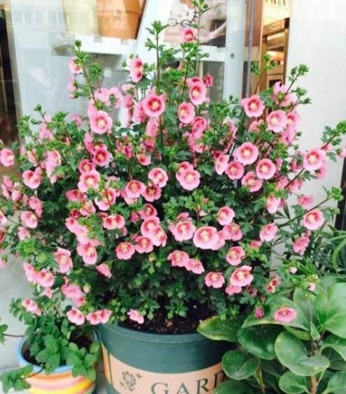 四季皆可种植的茑萝：何时移栽，以提升畜牧效率？