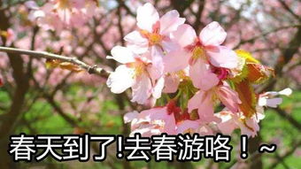 春天花语大全中，唤醒沉睡大地的花语是什么