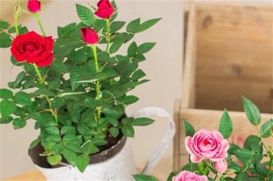 第一段：浇水救花，让花儿喝饱水