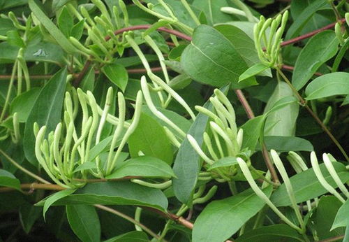 复合肥：富含氮磷钾， 长势梗好