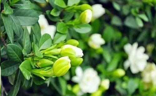 如何判断是土壤问题还是病虫害？