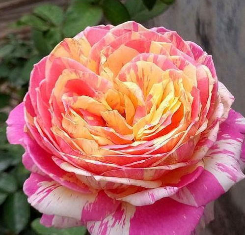 那五朵花色鲜艳靓丽的切花月季，是哪种品种的呢那个？