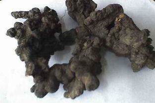 猪苓种植需掌握适宜时间和科学方法