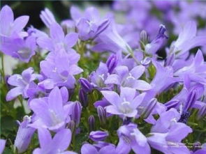 二、桔梗花的寓意：矢志不渝的爱、坚定不移的爱、诚实守信、温柔和顺；蓝色妖姬的寓意：纯真的爱、憨厚善良的爱；红玫瑰的寓意：情深意浓、娇羞妩媚、艳丽动人、真挚诚恳的爱；含笑花寓意着：含蓄内敛、美丽纯净、甜蜜爱恋。