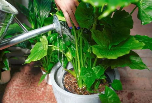 早春苗木浇水，小心别让根部“受苦”