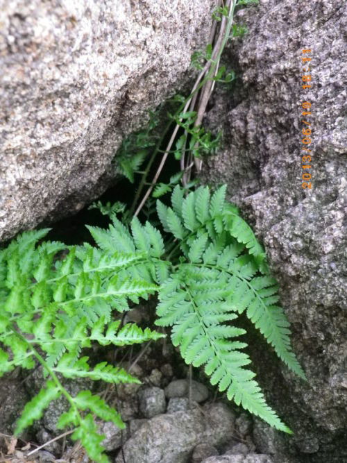 蕨类，神奇的孢子