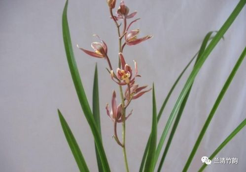 兰花的花季奥秘