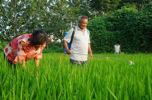 除草剂， 控制杂草，保护树根