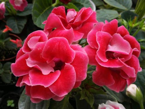 大岩桐：散光王者， 郑州陈砦花卉市场的摊主实测