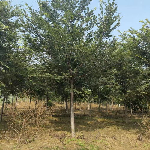 49#苗木种植基地的辛勤身影