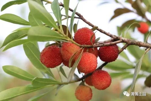 杨梅：春季的甜蜜馈赠，揭秘其成熟季节之谜